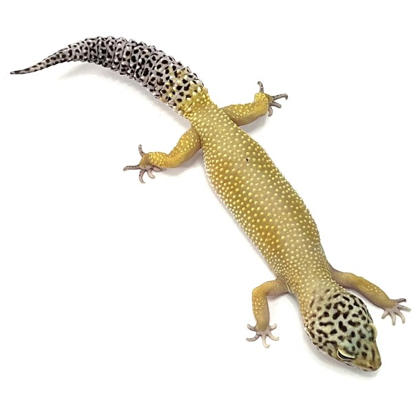 Patternless Yellow Leopardgecko