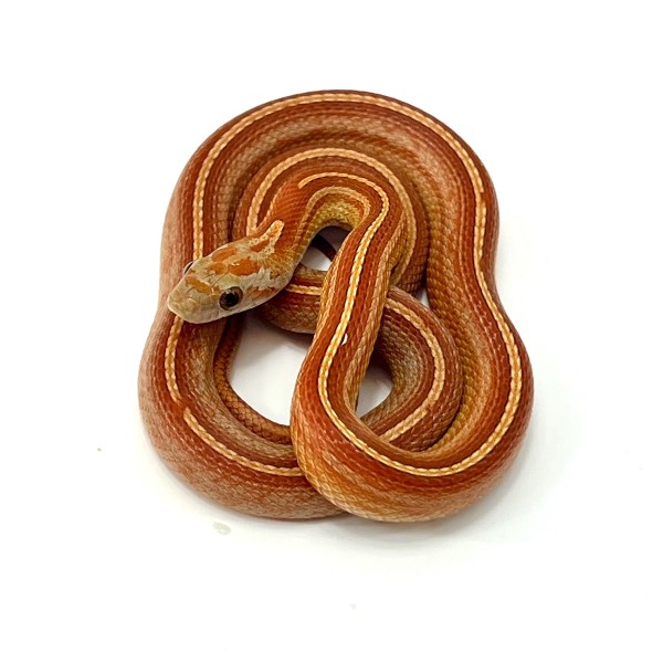 Pantherophis guttatus Striped Patternless