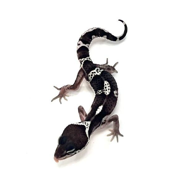 Leopardgecko Mack Snow BlackNight