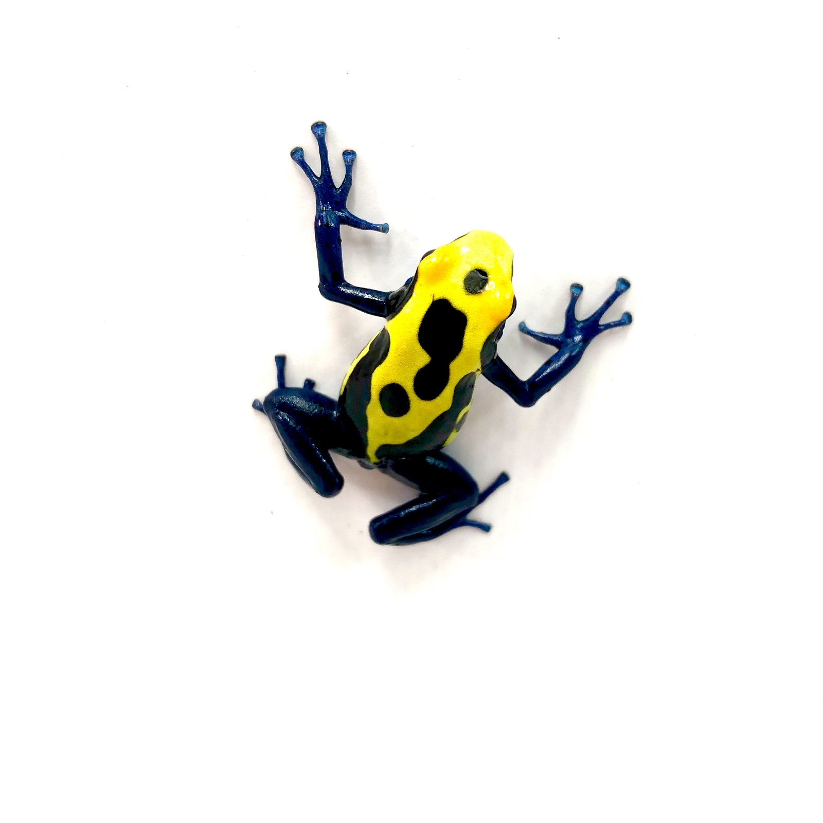 Dendrobates tinctorius | Der Terraristikladen